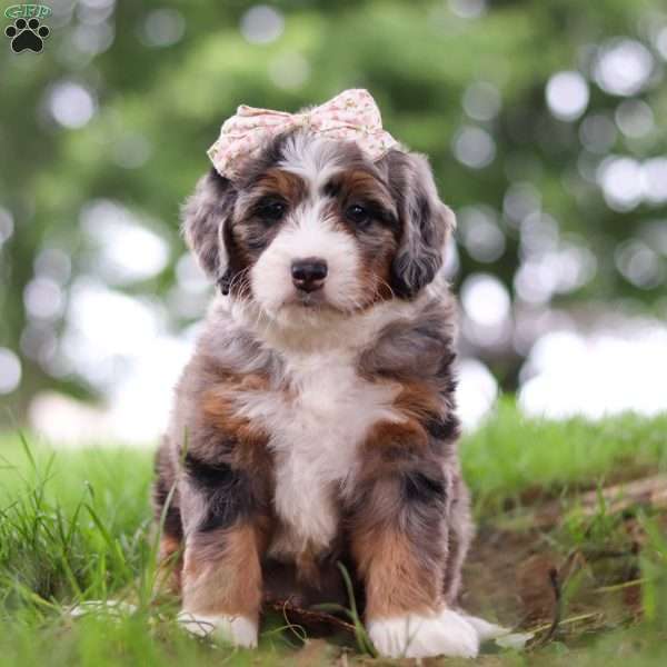 Pelle, Mini Bernedoodle Puppy